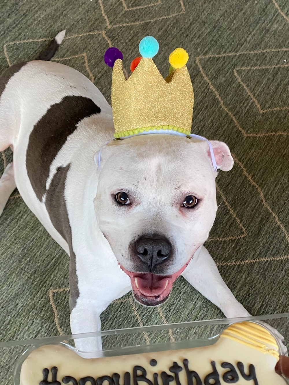 Birthday Crown Hat Dog Birthday Hat Celebrations Buttons & Bones